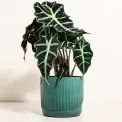 Seachange Ocean Plastic Plant Pot - Medium additional 10